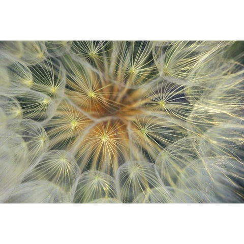 Dandelion Seedhead close-up Gold Ornate Wood Framed Art Print with Double Matting by Rotenberg, Nancy