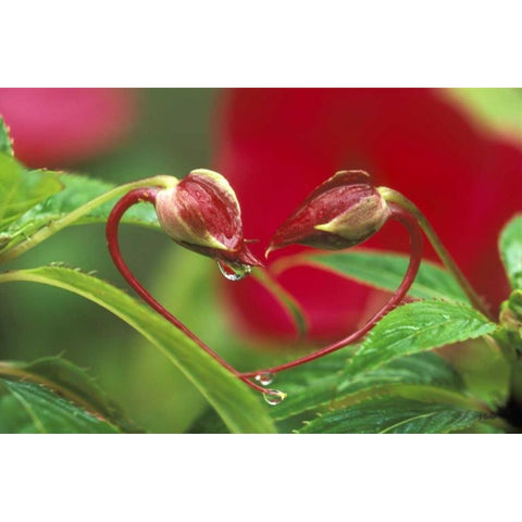 Begonia Buds in heart shape with drops Black Modern Wood Framed Art Print by Rotenberg, Nancy