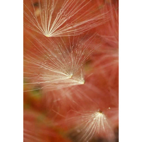 Seedheads Flying in Fall Gold Ornate Wood Framed Art Print with Double Matting by Rotenberg, Nancy