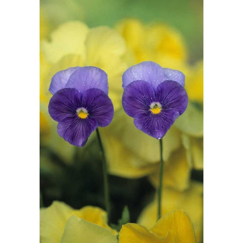 Two Pansy Faces in Garden Black Modern Wood Framed Art Print by Rotenberg, Nancy