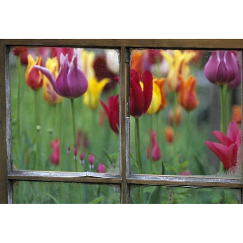 Spring Garden Behind Old window White Modern Wood Framed Art Print by Rotenberg, Nancy