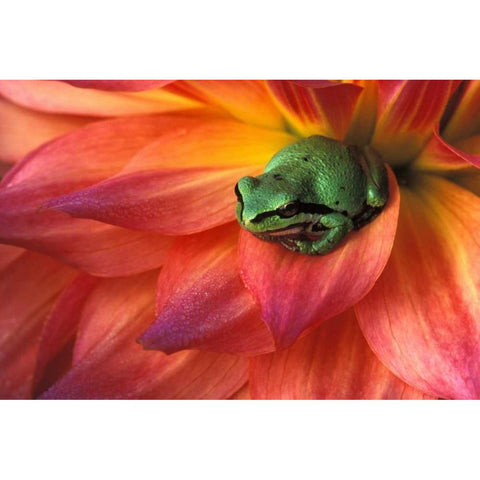 Pacific Chorus frog on dahlia Black Modern Wood Framed Art Print by Kirkland, Dennis
