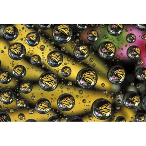 Monarch butterfly reflected in water drops White Modern Wood Framed Art Print by Kirkland, Dennis