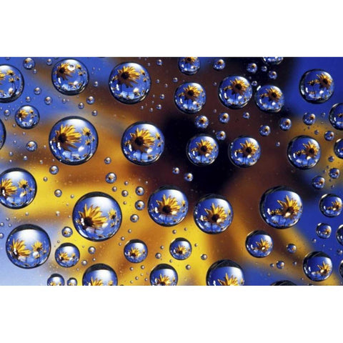 Arrowleaf balsamroot reflected in water drops Black Modern Wood Framed Art Print by Kirkland, Dennis