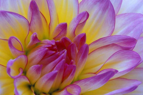 Dahlia close-up White Modern Wood Framed Art Print with Double Matting by Kirkland, Dennis