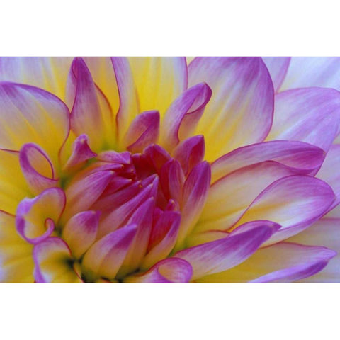 Dahlia close-up Black Modern Wood Framed Art Print by Kirkland, Dennis