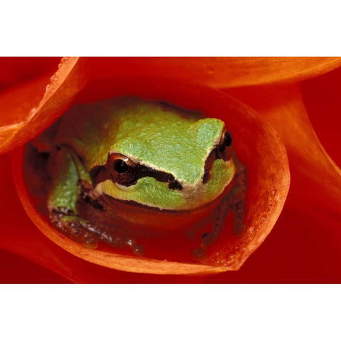 Pacific Chorus frog in dahlia Black Modern Wood Framed Art Print with Double Matting by Kirkland, Dennis