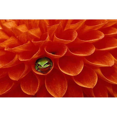 Pacific Chorus frog in dahlia White Modern Wood Framed Art Print by Kirkland, Dennis