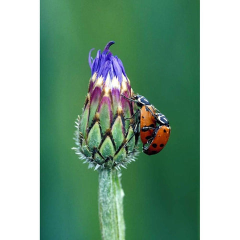 Close-up of mating ladybugs Black Modern Wood Framed Art Print by Kirkland, Dennis