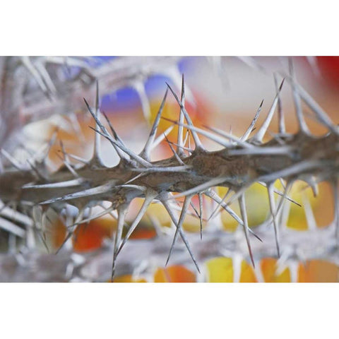 Detail of crown of thorns plant Gold Ornate Wood Framed Art Print with Double Matting by Terrill, Steve