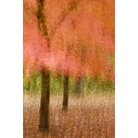 Impressionistic view of trees in autumn colors Black Modern Wood Framed Art Print by OBrien, Jay