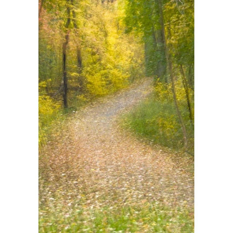 Trees in Autumn and leaf-covered pathway Black Modern Wood Framed Art Print by OBrien, Jay