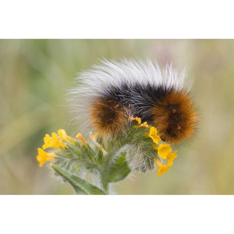 Close-up of caterpillar on flower Gold Ornate Wood Framed Art Print with Double Matting by Paulson, Don