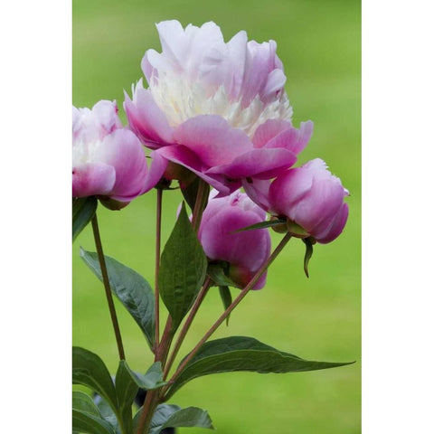 Detail of peony flowers White Modern Wood Framed Art Print by Paulson, Don