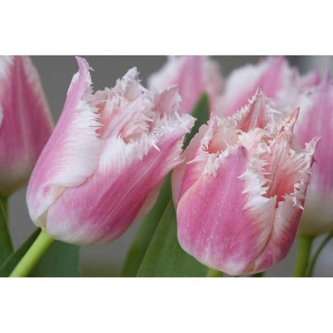 Detail of parrot tulips Black Modern Wood Framed Art Print by Paulson, Don