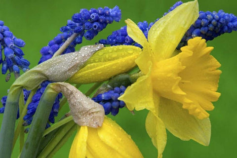 Detail of daffodil and hyacinth flowers Black Ornate Wood Framed Art Print with Double Matting by Paulson, Don
