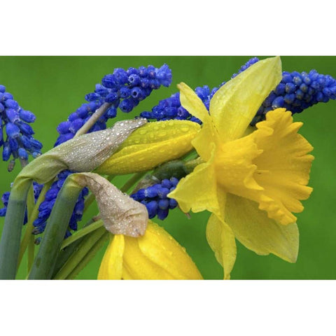 Detail of daffodil and hyacinth flowers Black Modern Wood Framed Art Print by Paulson, Don