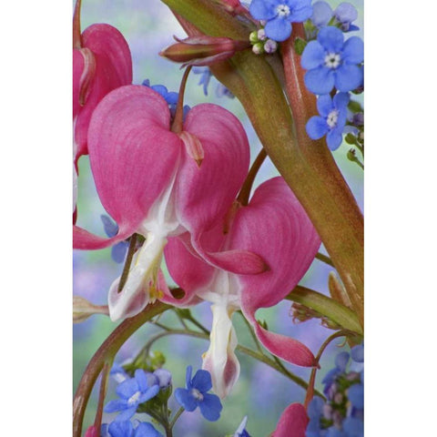 Bleeding hearts and Brunnera Jack Frost flowers Black Modern Wood Framed Art Print by Paulson, Don