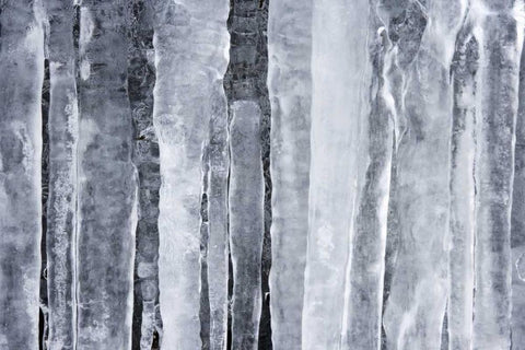 Detail of hanging icicles Black Ornate Wood Framed Art Print with Double Matting by Paulson, Don