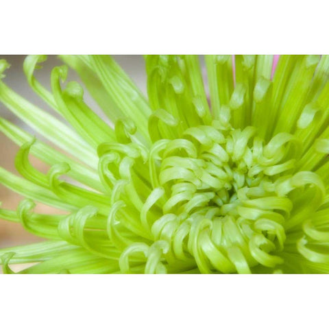 Close-up of spider chrysanthemum Black Modern Wood Framed Art Print by Paulson, Don