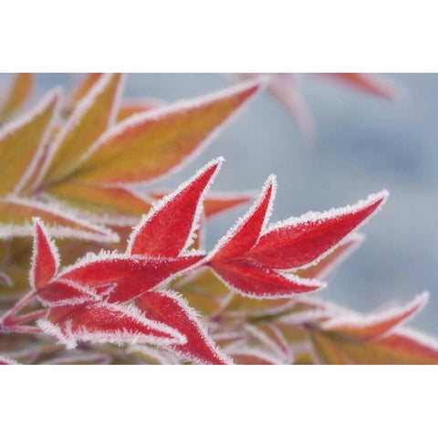 Frost-rimmed leaves in winter Black Modern Wood Framed Art Print by Paulson, Don