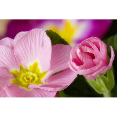 Detail of primrose blossoms Black Modern Wood Framed Art Print by Paulson, Don