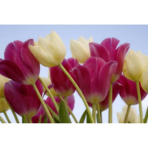 Detail of tulips Black Modern Wood Framed Art Print by Paulson, Don