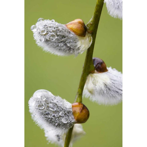 Close-up of rain drops on pussy willows Black Modern Wood Framed Art Print by Paulson, Don