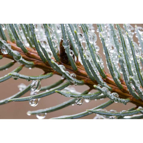 Rain drops on spruce tree bough Black Modern Wood Framed Art Print by Paulson, Don