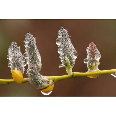 Close-up of raindrops on pussy willows Black Modern Wood Framed Art Print by Paulson, Don