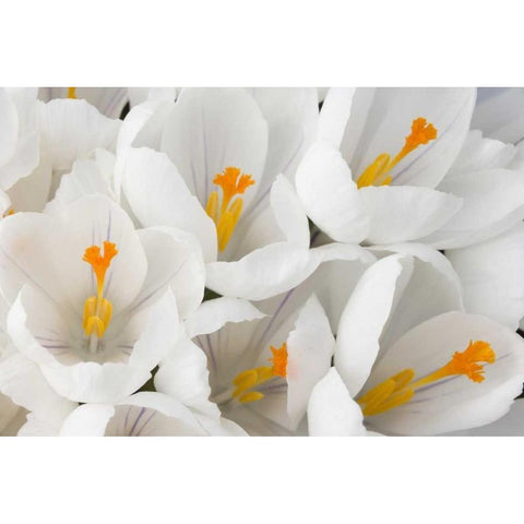Detail of white crocus in spring Black Modern Wood Framed Art Print by Paulson, Don