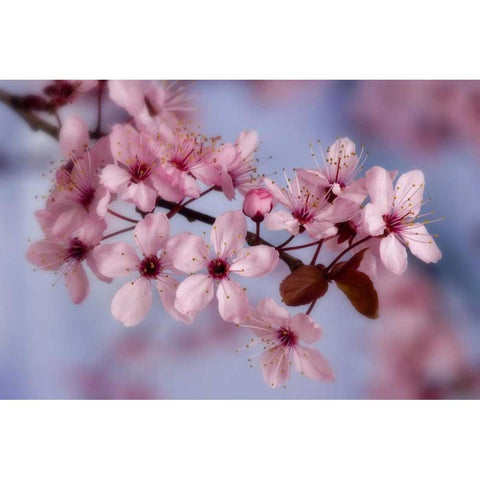 Close-up of cherry blossoms or sakura Black Modern Wood Framed Art Print by Paulson, Don
