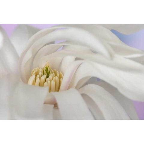 Detail of star magnolia flower Black Modern Wood Framed Art Print by Paulson, Don