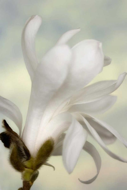 Image Only