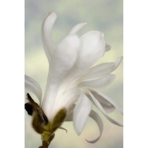 A single star magnolia flower Black Modern Wood Framed Art Print by Paulson, Don