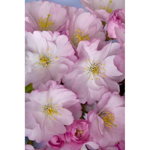 A group of cherry blossoms or sakura in spring Gold Ornate Wood Framed Art Print with Double Matting by Paulson, Don