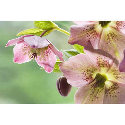 Close-up of hellebore flowers and bud Black Modern Wood Framed Art Print by Paulson, Don