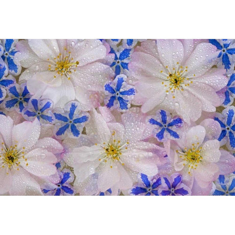 Cherry blossoms and blue flowers with dew White Modern Wood Framed Art Print by Paulson, Don