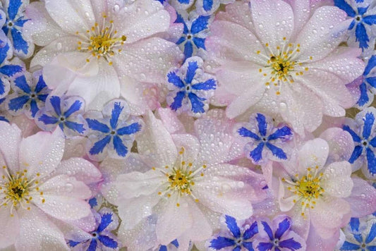 Image Only