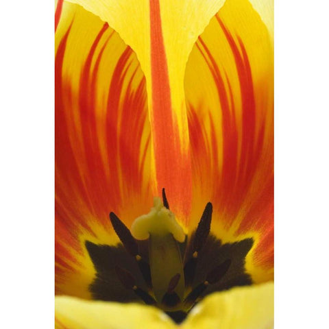 Detail of Rembrandt tulip flower Black Modern Wood Framed Art Print by Paulson, Don