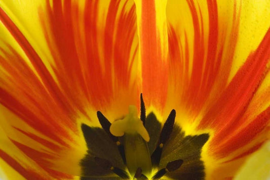 Image Only