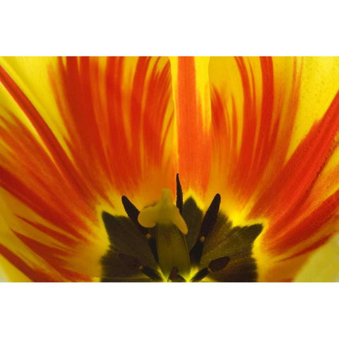 Detail of Rembrandt tulip flower Black Modern Wood Framed Art Print by Paulson, Don