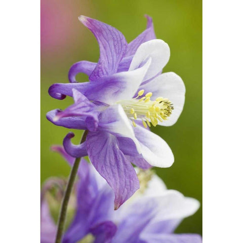 Columbine flower close-up in garden White Modern Wood Framed Art Print by Paulson, Don
