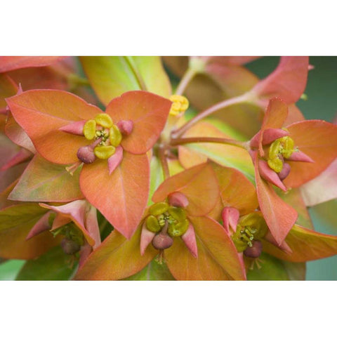 Griffiths spurge flowers close-up Gold Ornate Wood Framed Art Print with Double Matting by Paulson, Don