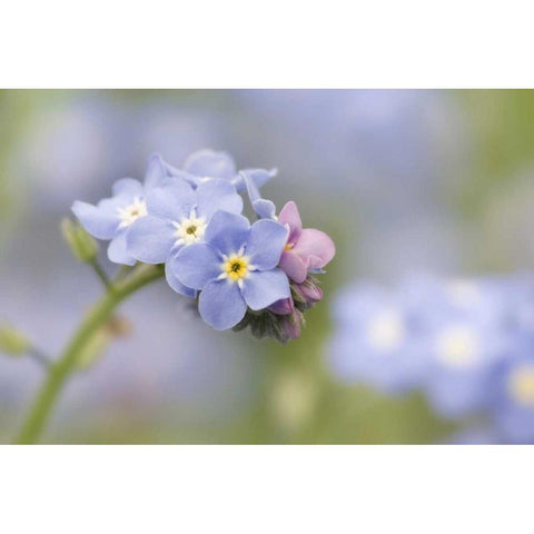 Close-up of forget-me-not in a garden Black Modern Wood Framed Art Print by Paulson, Don