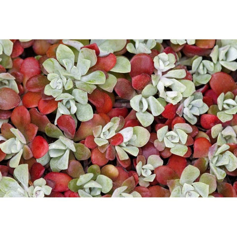 Broad-leafed stonecrop plant detail Black Modern Wood Framed Art Print by Paulson, Don