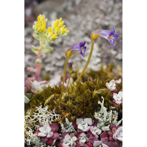 Close up of alpine flowers as ground cover Black Modern Wood Framed Art Print by Paulson, Don