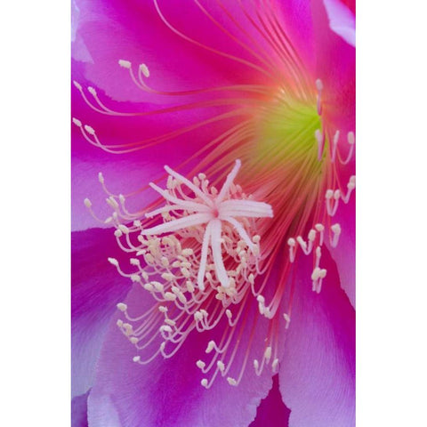 Orchid cactus flower, Epiphyllum ackermannii White Modern Wood Framed Art Print by Paulson, Don