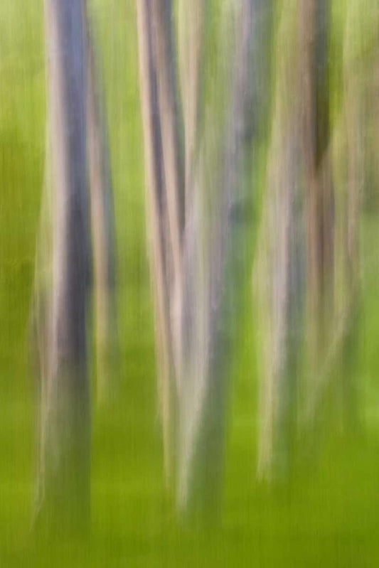 Image Only