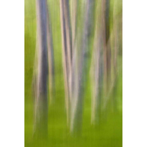 Alder tree abstract Black Modern Wood Framed Art Print by Paulson, Don